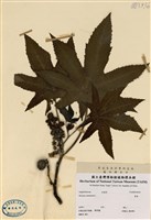 藏品(蓖麻)的圖片